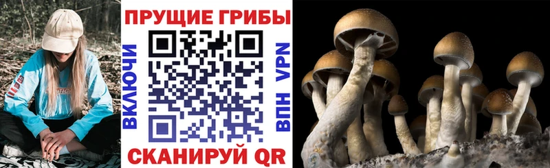 это состав  цена наркотик  Новороссийск  Галлюциногенные грибы MAGIC MUSHROOMS 